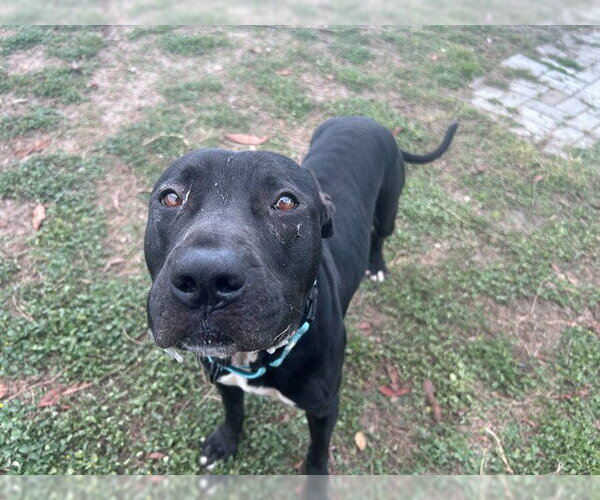 Medium Photo #2 American Staffordshire Terrier Puppy For Sale in Ocala, FL, USA