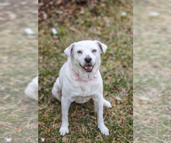 Medium Photo #2 Labrador Retriever-Unknown Mix Puppy For Sale in  Gainesville, FL, USA