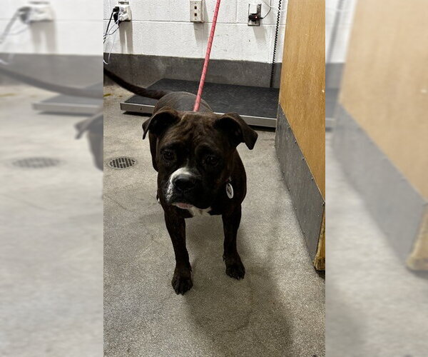 Medium Photo #1 Boxer-Unknown Mix Puppy For Sale in Forestville, MD, USA