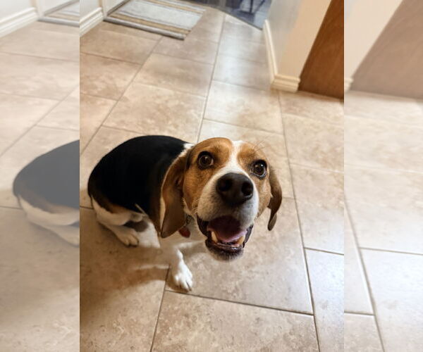 Medium Photo #4 Beagle Puppy For Sale in McKinney, TX, USA