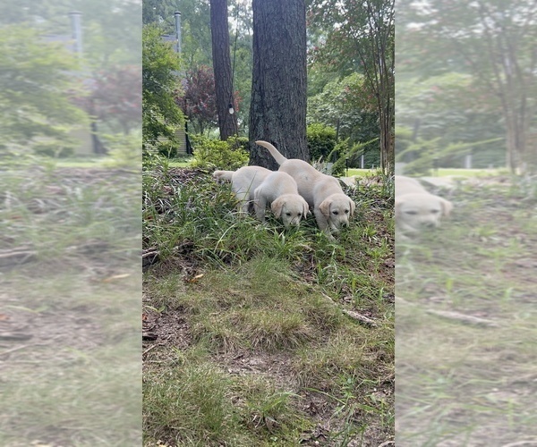 Medium Photo #1 Labrador Retriever Puppy For Sale in LOUISBURG, NC, USA
