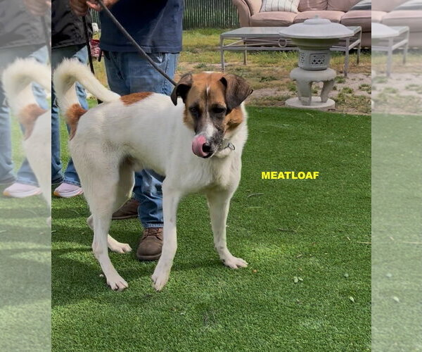 Medium Photo #4 Anatolian Shepherd-Unknown Mix Puppy For Sale in Woodland Hills, CA, USA