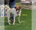 Small #3 Anatolian Shepherd Mix