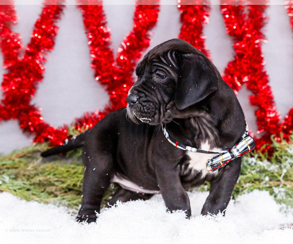 Medium Photo #1 Great Dane Puppy For Sale in WAKARUSA, IN, USA