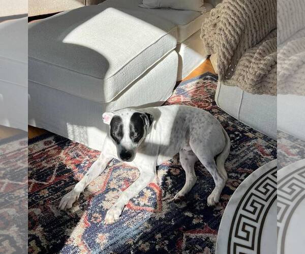 Medium Photo #5 Pointer-Unknown Mix Puppy For Sale in Woodbury, NY, USA