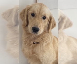 Mother of the Golden Retriever puppies born on 02/26/2023