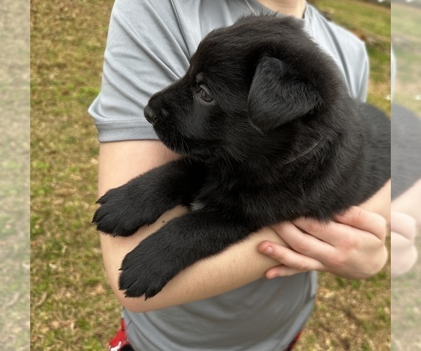 Medium Photo #10 German Shepherd Dog Puppy For Sale in FRANKLINTON, LA, USA