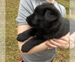 Small #9 German Shepherd Dog