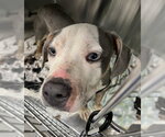 Small American Bulldog Mix