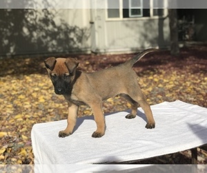 Belgian Malinois Puppy for Sale in VACAVILLE, California USA