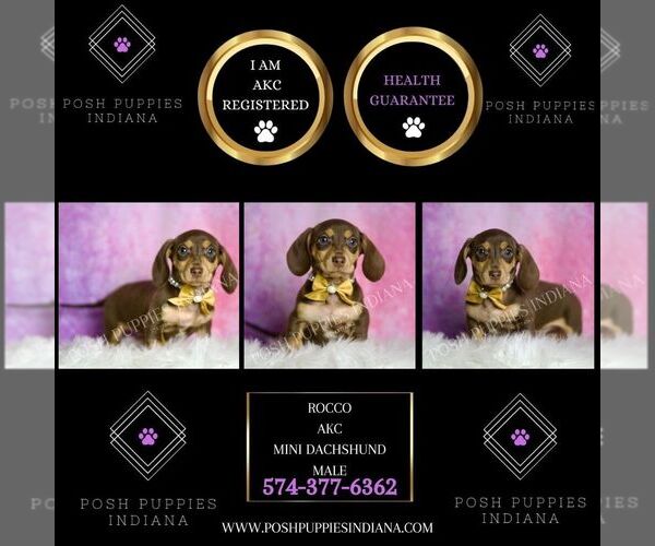 Medium Photo #2 Dachshund Puppy For Sale in WARSAW, IN, USA