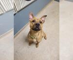 Small #1 Black Mouth Cur