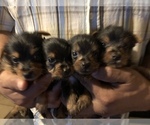 Small Photo #7 Yorkshire Terrier Puppy For Sale in HOUSTON, TX, USA