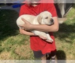 Small Photo #11 Labrador Retriever Puppy For Sale in VANCOUVER, WA, USA