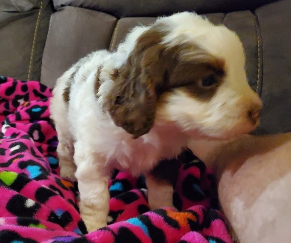 Medium Photo #10 Miniature Bernedoodle Puppy For Sale in LEETONIA, OH, USA