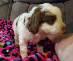 Small #9 Miniature Bernedoodle
