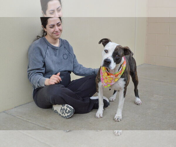 Medium Photo #3 American Pit Bull Terrier-Unknown Mix Puppy For Sale in McKinney, TX, USA