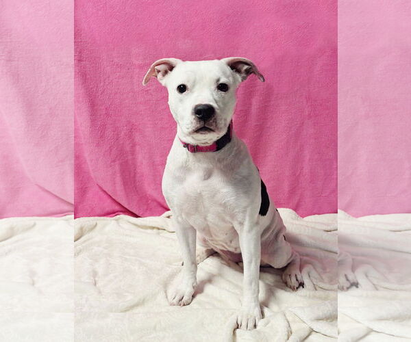 Medium Photo #2 American Pit Bull Terrier-Unknown Mix Puppy For Sale in Spring Lake, NJ, USA