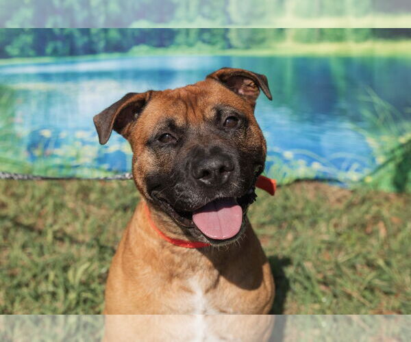 Medium Photo #8 Bullboxer Pit Puppy For Sale in Mooresville, NC, USA