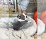 Small #2 French Bulldog