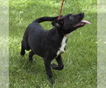 Small #2 Mutt