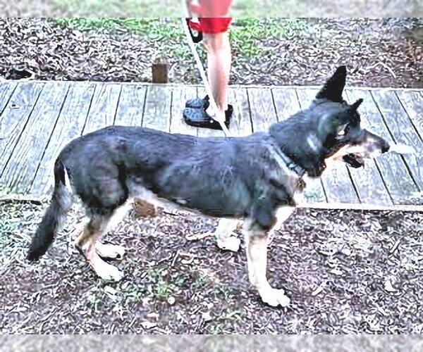 Medium Photo #3 German Shepherd Dog-Unknown Mix Puppy For Sale in Rutherfordton, NC, USA