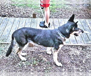 Millie - Female German Shepherd Dog-Unknown Mix Dog for Adoption - Photo #3