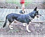 Small #2 German Shepherd Dog Mix