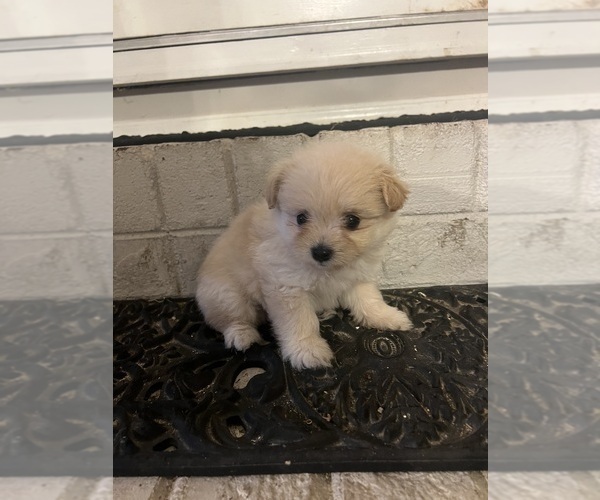 Medium Photo #1 Yoranian Puppy For Sale in GREENVILLE, NC, USA