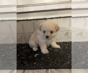 Yoranian Puppy for sale in GREENVILLE, NC, USA