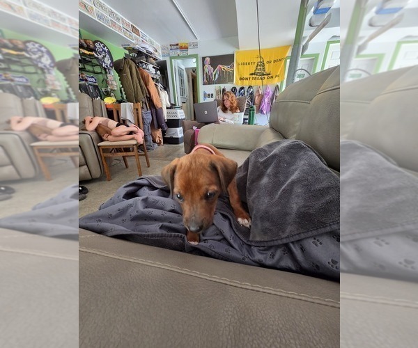 Medium Photo #8 Rhodesian Ridgeback Puppy For Sale in YOUNGWOOD, PA, USA