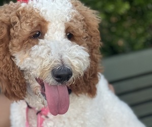 Mother of the Goldendoodle puppies born on 03/12/2026