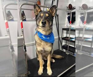 German Shepherd Dog-Siberian Husky Mix Dogs for adoption in Grand Prairie, TX, USA
