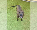 Small #2 Mutt