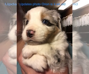 Miniature Australian Shepherd Puppy for sale in MICAVILLE, NC, USA