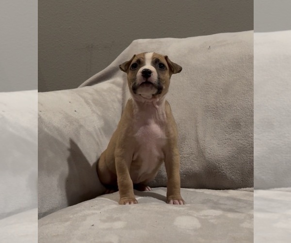 Medium Photo #2 American Staffordshire Terrier Puppy For Sale in VILONIA, AR, USA