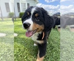 Small Photo #31 Bernese Mountain Dog Puppy For Sale in SPRINGFIELD, OH, USA