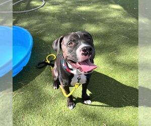 Mutt Dogs for adoption in Las Vegas, NV, USA