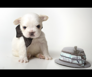 Medium French Bulldog
