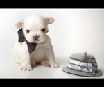 Puppy ghost French Bulldog