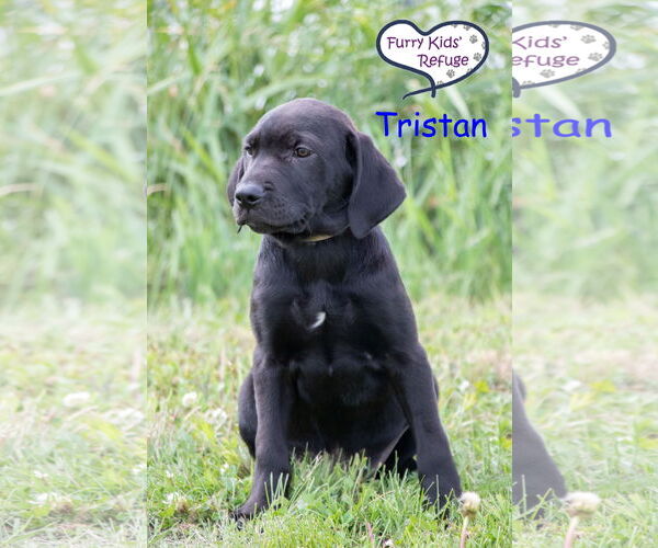 Medium Photo #3 Labrador Retriever-Unknown Mix Puppy For Sale in Lee's Summit, MO, USA