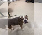Small #2 Bulldog Mix