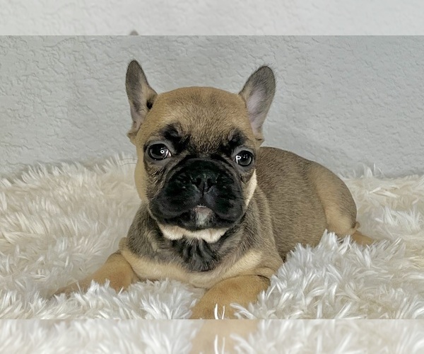 Medium Photo #2 French Bulldog Puppy For Sale in ROUND ROCK, TX, USA