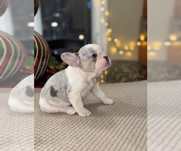 Medium Photo #5 French Bulldog Puppy For Sale in HILTON, NY, USA
