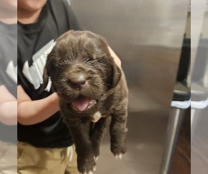 Newfoundland Puppy for sale in LIZELLA, GA, USA