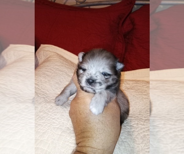 Medium Photo #2 Pomeranian Puppy For Sale in DECATUR, TX, USA