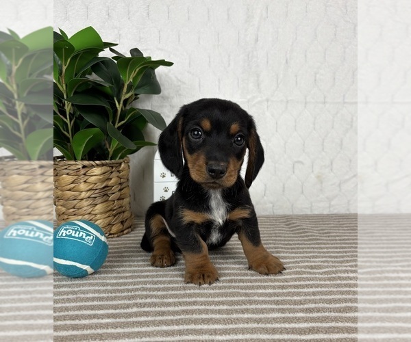 Medium Photo #2 Dachshund Puppy For Sale in GREENFIELD, IN, USA