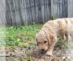 Small #16 Goldendoodle-Poodle (Standard) Mix