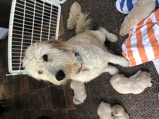 Mother of the Goldendoodle puppies born on 09/26/2017