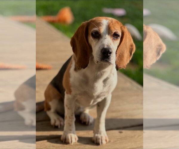 Medium Photo #1 Beagle Puppy For Sale in Alexander, AR, USA